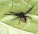 Synaema_globosum_F2196_Z_83_Les Gris_Frankrijk
